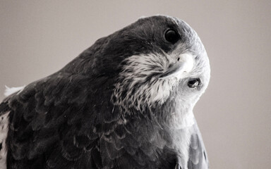 swainsons hawk close up Buteo swainsoni black and white bird