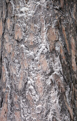 the bark of the pine tree is covered with frost