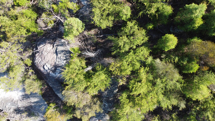 green moss on the rock