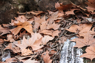 Autumn