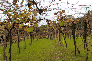 Wine