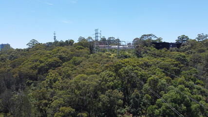 forest in the mountains