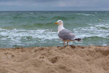 Beautiful sea gull standing on a sandy beach 