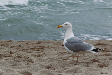 Fototapeta na wymiar Beautiful sea gull standing on a sandy beach 