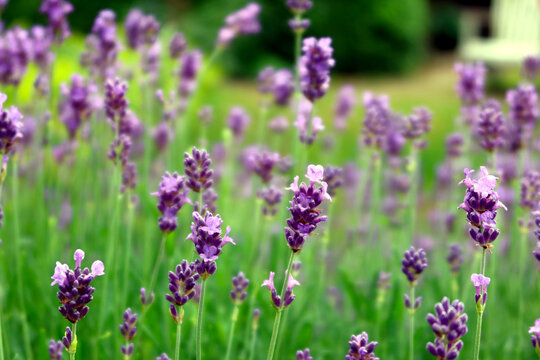 Close up of violet flowers Lavandula angustifolia (true lavender or English lavender, garden, narrow-leaved lavender). Lavender inflorescence on green blurred background.