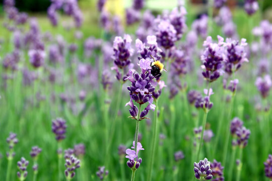 Bee or honeybee (Apis Mellifera), european or western honey bee sitting on the violet lavender flowers Lavandula angustifolia (true or English lavender, garden, narrow-leaved lavender). 