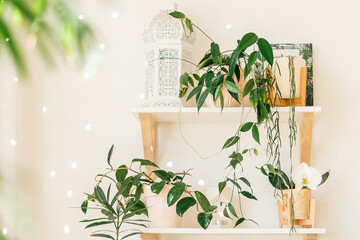 A shelf with indoor plants, a mirror and decorative details.Home gardening.Home interior design.
Biophilia design.Urban jungle concept.Copy space.