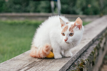 White and ginger cat 3-4 months sits on wooden board on background of grass. Kitten with foot with...