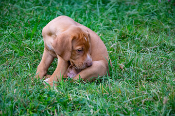 puppy in the grass