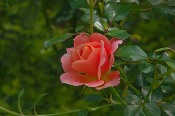 One beautiful orange pink rose close up on a background of green leaves on a sunny day in a flower garden