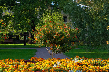 Bright flower garden with yellow marigolds and decorative tree with beautiful colorful flowers in the city park
