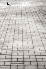 City sidewalk from gray paved tiles close-up and dove