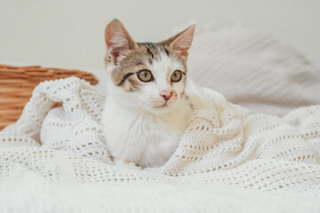 White with gray stripes cat 3-4 months lies in white knitted blanket next to wicker basket....