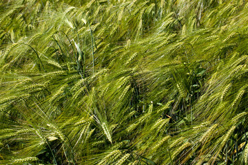 wheat field with an immature wheat crop