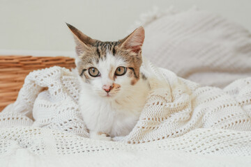 White with gray stripes cat 3-4 months lies in white knitted blanket next to wicker basket....