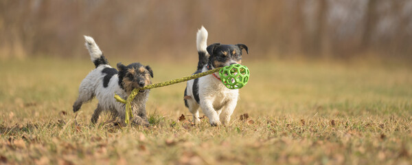 two cute little funny dirty jack russell terrier dogs are playing together on a meadow in autumn with a green ball
