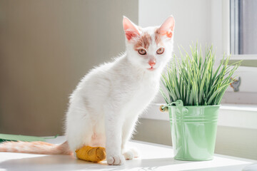 White and ginger cat 3-4 months sits near window. Kitten with foot with yellow bandage in rays of...
