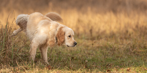Retriever dog lifting his leg to pee outside in nature on a meadow in autumn - obrazy, fototapety, plakaty