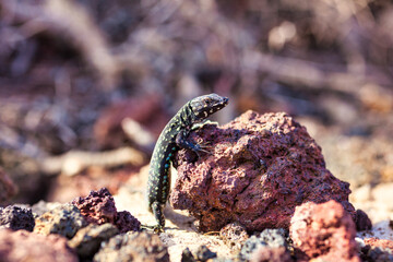 Close up of the filfola lizard or Maltese wall lizard