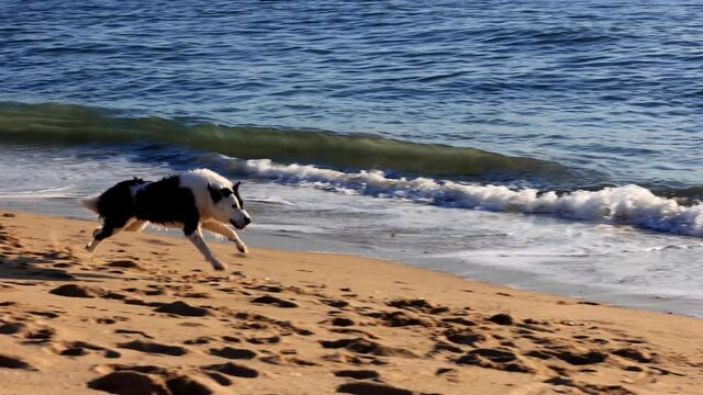 Man playing fetch with his dog on the beach at sunset. Slow Motion.