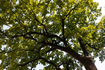 Obraz premium trees covered with green foliage in summer