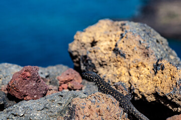 Close up of the filfola lizard or Maltese wall lizard on the lava stone