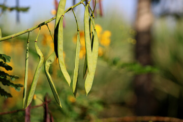 Close-up view of the Caesalpinia pulcherrima pods.