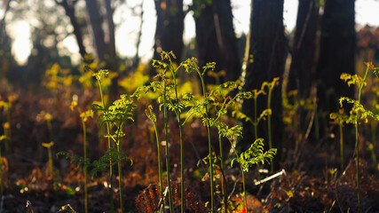 Forêt des Landes de Gascogne, baignée d'une douce lumière chaleureuse.  Des fougères commencent à sortir du sol