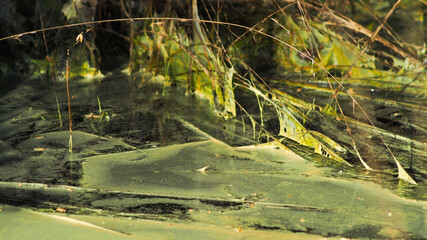 Résidus de pollen, s'étant accumulés dans un fossé rempli d'eau, dans la forêt des Landes de Gascogne