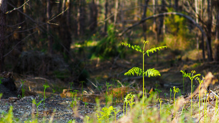 Forêt des Landes de Gascogne, baignée d'une douce lumière chaleureuse.  Des fougères commencent à sortir du sol