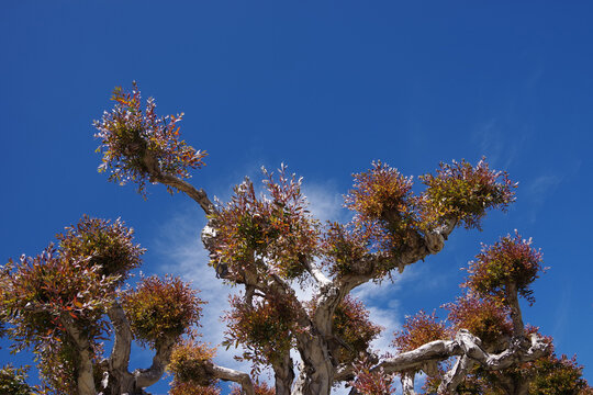 Low angle view of heavily trimmed melaleuca trees under blue sky