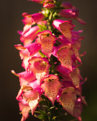 Vertical closeup shot of dendrobium orchids