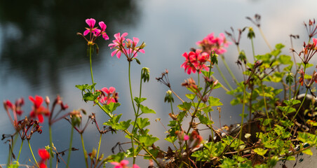 Fototapeta na wymiar flowers next to river