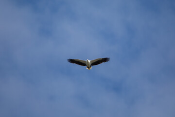 Obraz premium White-bellied sea eagle flying in the air.