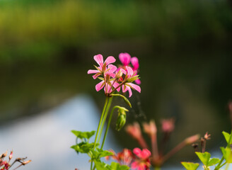 pink flowers in the garden