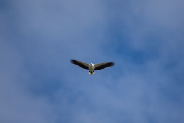 White-bellied sea eagle flying in the air.