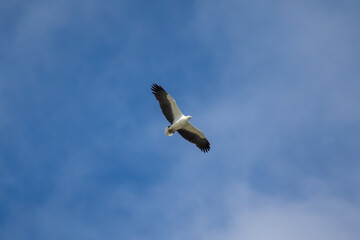 Obraz premium White-bellied sea eagle flying in the air.