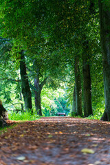 path in the forest