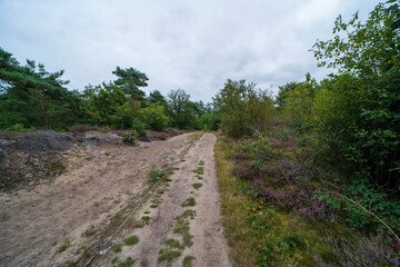 Fototapeta na wymiar Forest landscape near Gennep, the Netherlands