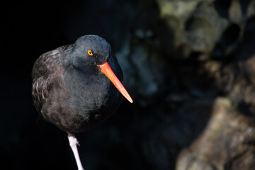 Black Oyster Catcher bird, with orange beak and eye