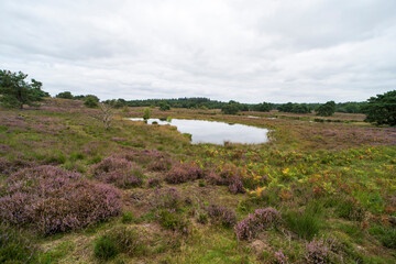 Fototapeta na wymiar Heather landscape of the national park De Maasduinen