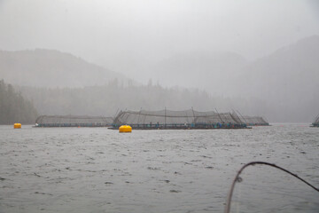 Open net-cage salmon farms are seen from a fishing boat in Quatsino Sound, near Winter Harbour, BC....