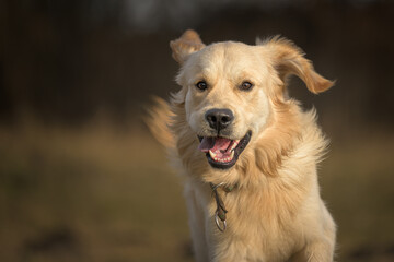 Portrait of a running golden retriever dog across a meadow in autumn