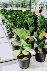 Greenhouse plant nursery, grown for sale to gardeners.