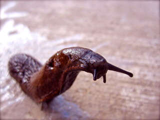 snail on the ground