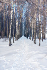 Winter birch forest, a path along the trees. A frosty morning in the village forest. Blue sky above the trees, a place for walks in the fresh air