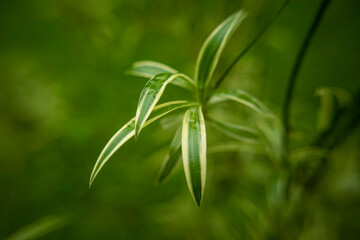 Landscape, City, Nature, Limerick, Buildings, Plants, Background, Macro