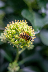 Landscape, City, Nature, Limerick, Buildings, Plants, Background, Macro