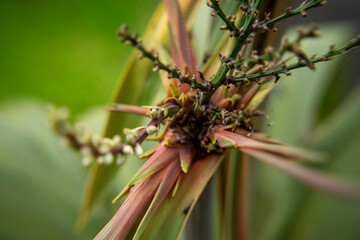 Landscape, City, Nature, Limerick, Buildings, Plants, Background, Macro
