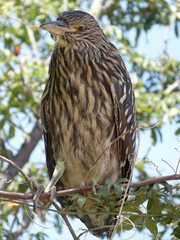 Portrait of a Big Bird
